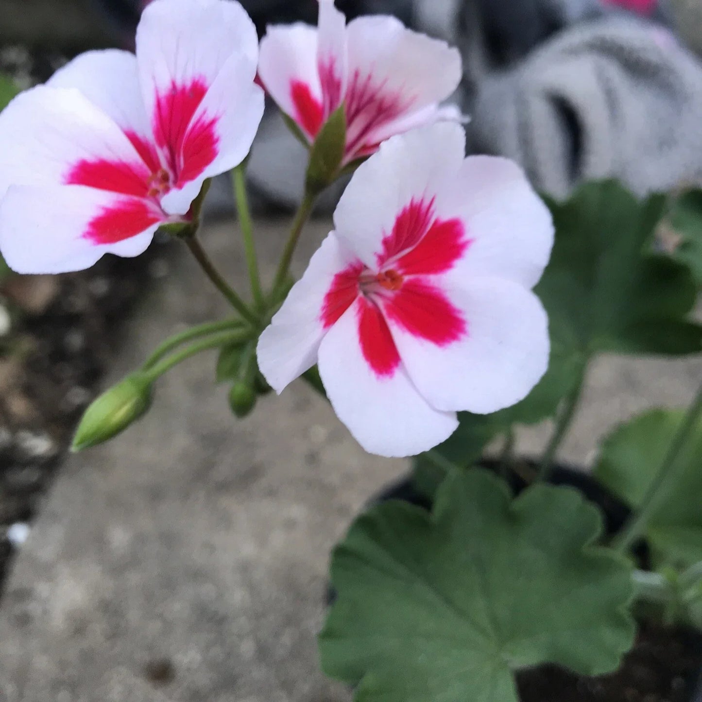Geranium Mojo White Splash Live Plant in 4-Inch Pot, Pelargonium 'Mojo White Splash', Rare Garden Flower, Container Plant