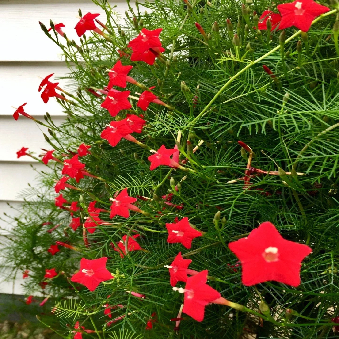 Star Glory Seeds - 20 Cardinal Creeper Vine Flower Seeds for Attracting Butterflies & Hummingbirds - Ipomoea quamoclit