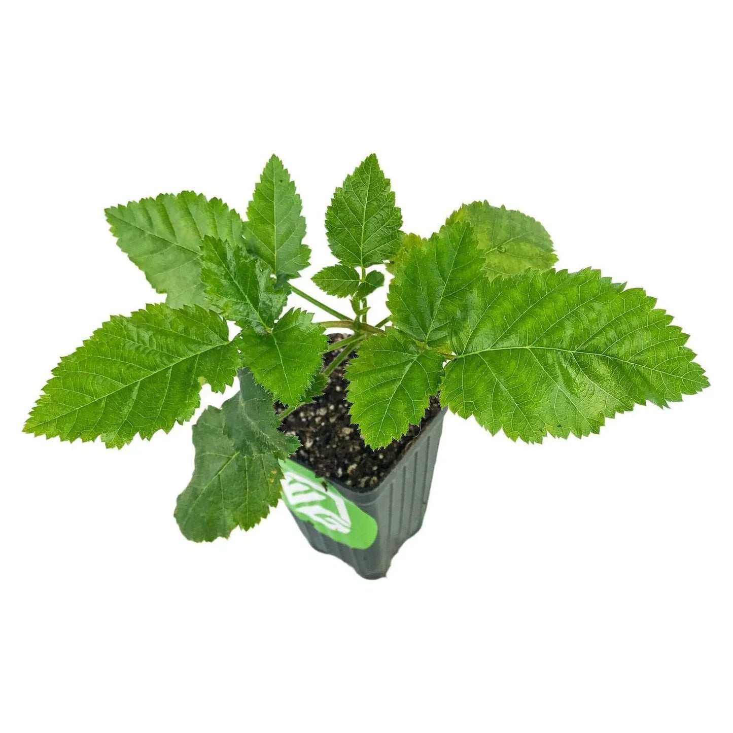 Prime-Ark Freedom Blackberry Plant - Rubus, Edible Fruit Plant for Home Garden, Thornless, Sweet Berries, Live Shrub