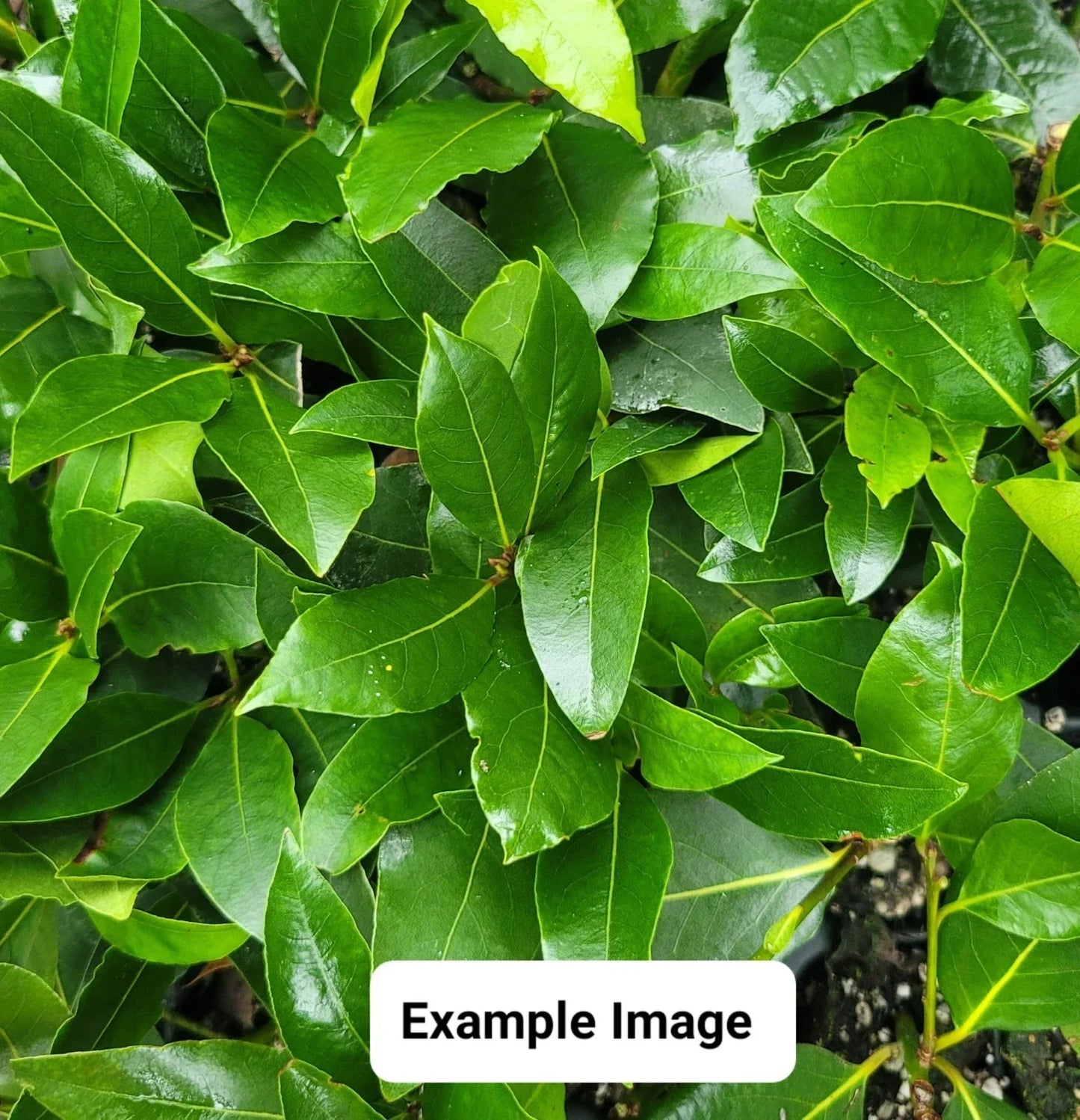 Bay Laurel Live Starter Plant - Laurus nobilis Aromatic Culinary Herb for Cooking & Gardens
