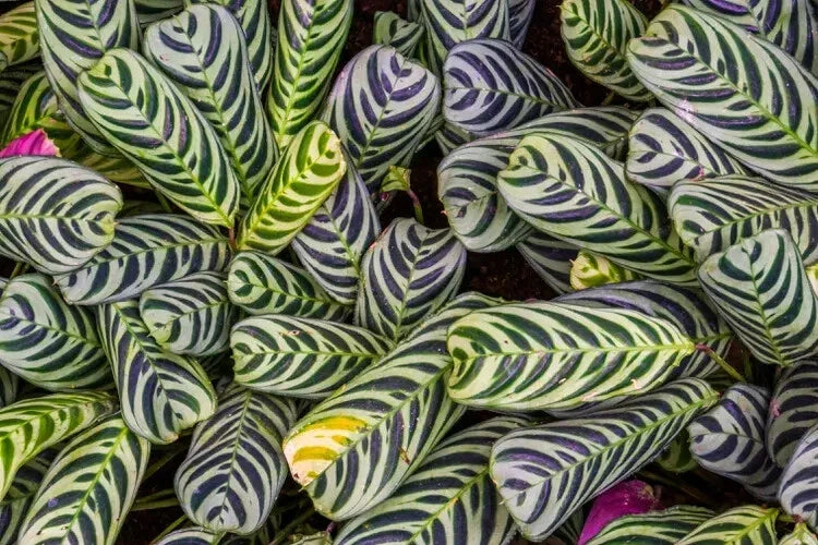 Calathea Stromanthe Seeds - 25+ Pack for Indoor and Outdoor Gardening - Tropical Foliage Plant - USA Grown