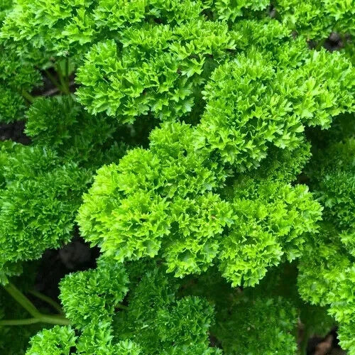 Parsley Seeds 1000+ Moss Curled Petroselinum crispum Herb Garden Seeds for Culinary Use, Organic, Biennial