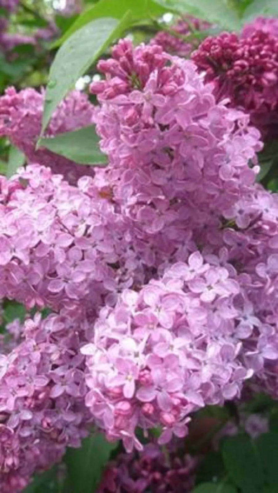 Heather Lilac Seeds - 25 Perennial Flower Seeds - Fragrant Blooms - Syringa vulgaris - Easy to Grow for Garden & Pollinators