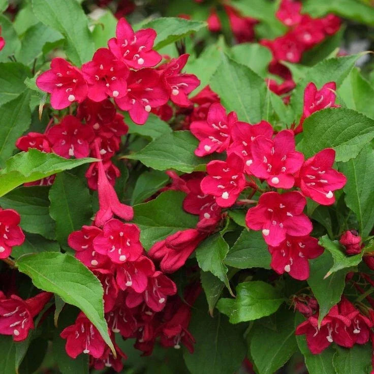 Red Weigela Plant 4" Pot Deciduous Shrub Red Flowers Weigela florida Hummingbird Friendly Low-Maintenance Garden Plant