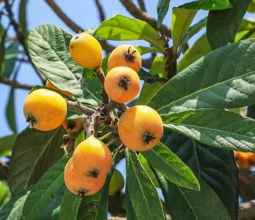 Loquat Fruit Tree Scions Cuttings 6-8in for Rooting Eriobotrya japonica - Japanese Plum Tree Gardening Supplies