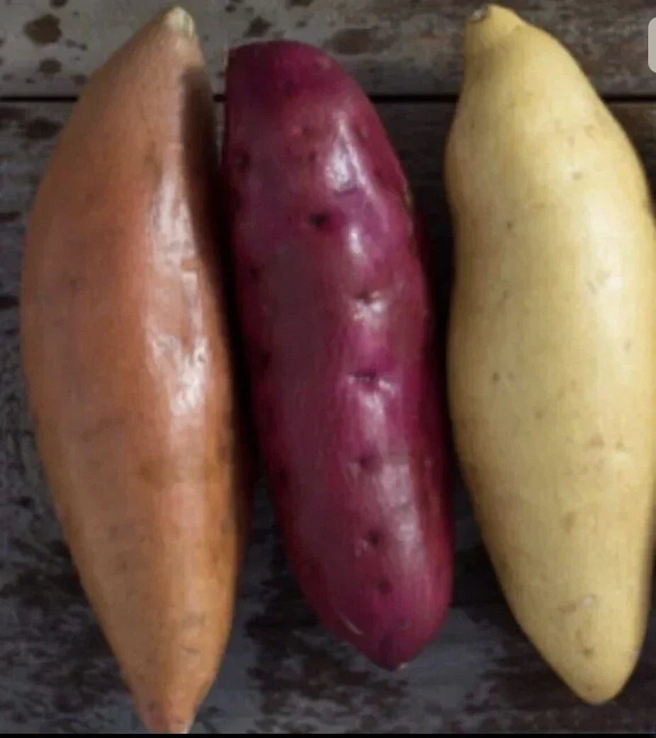 Sweet Potato Slips 12 Count Beauregard Japanese Red White Ipomoea batatas for Home Garden, Container Planting