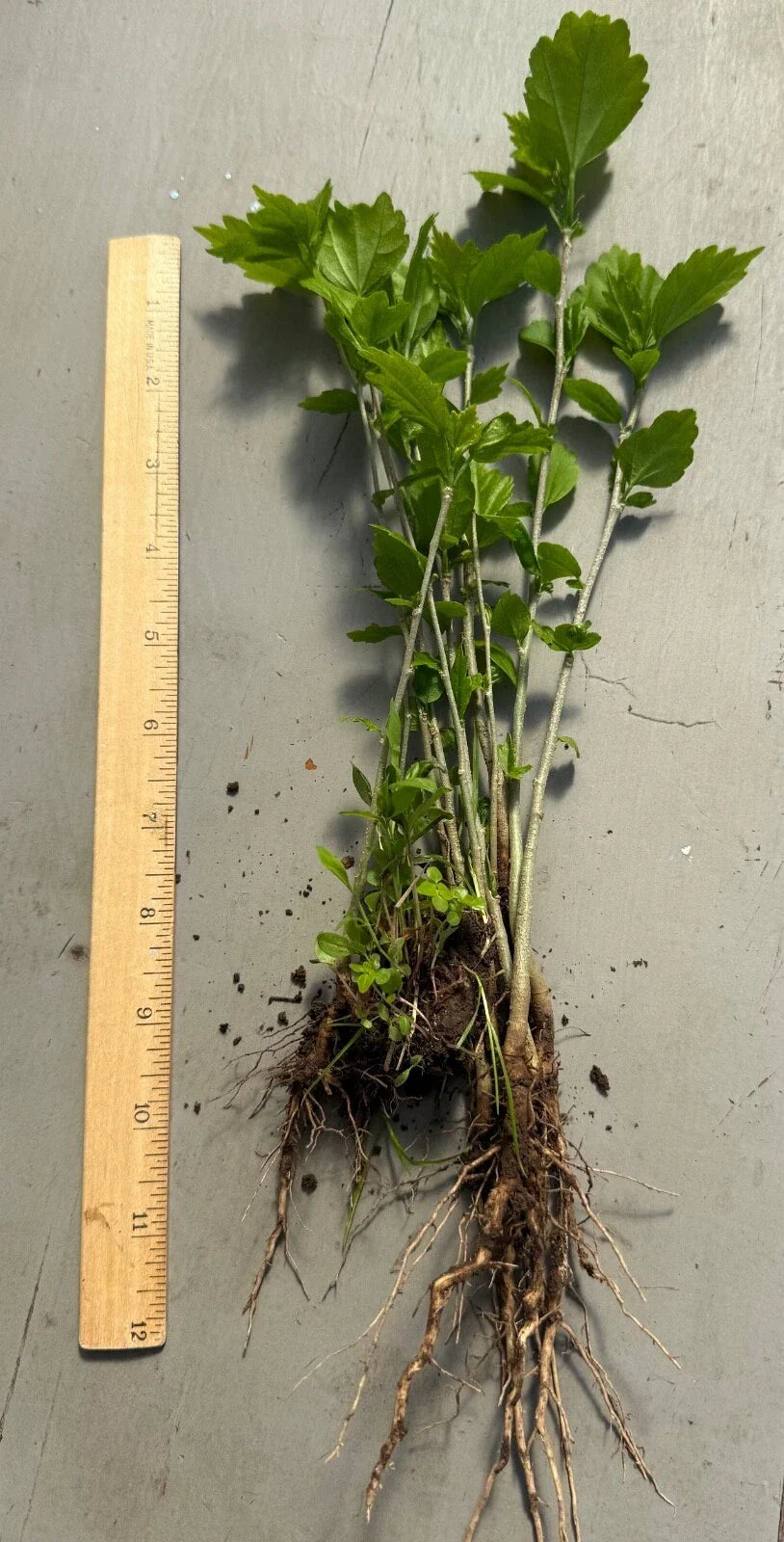 Rose of Sharon Seedlings 6 Pack Bare Root Hibiscus syriacus Deciduous Shrubs for Garden and Landscape