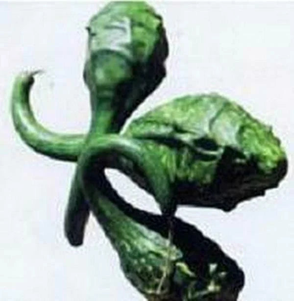 Caveman's Club Gourd Seeds - Heirloom Cucurbita Maxima for Decorative Gardening, Vining Plant, 20 Seeds