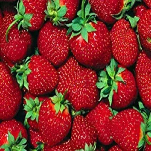 Everbearer Strawberry Plants 10 Bare Root Ft. Laramie Fragaria × ananassa Perennial Garden Plant