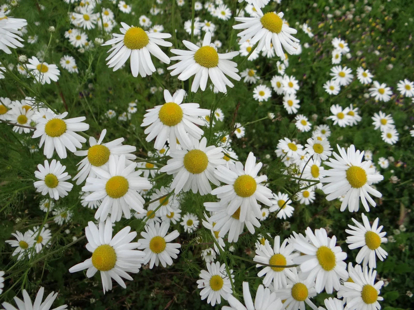 Chamomile Herb Seeds Pack - Organic Matricaria chamomilla - 1000+ Non-GMO Culinary Herb for Tea & Remedies