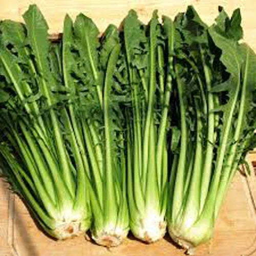Catalogna Emerald Endive Seeds - Italian Dandelion Chicory Green - 300+ Non-GMO Seeds for Home Gardening - Cichorium intybus