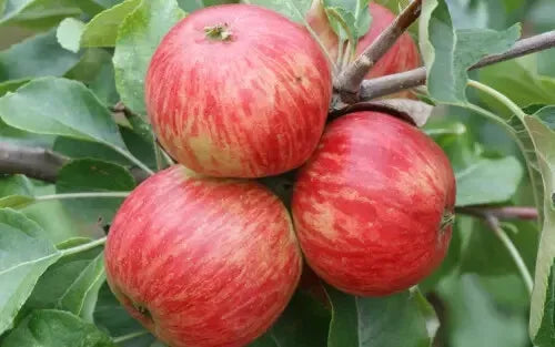 Foxwhelp Apple Seeds Pack of 25 – Malus domestica 'Foxwhelp' Heirloom Non-GMO Garden Seeds