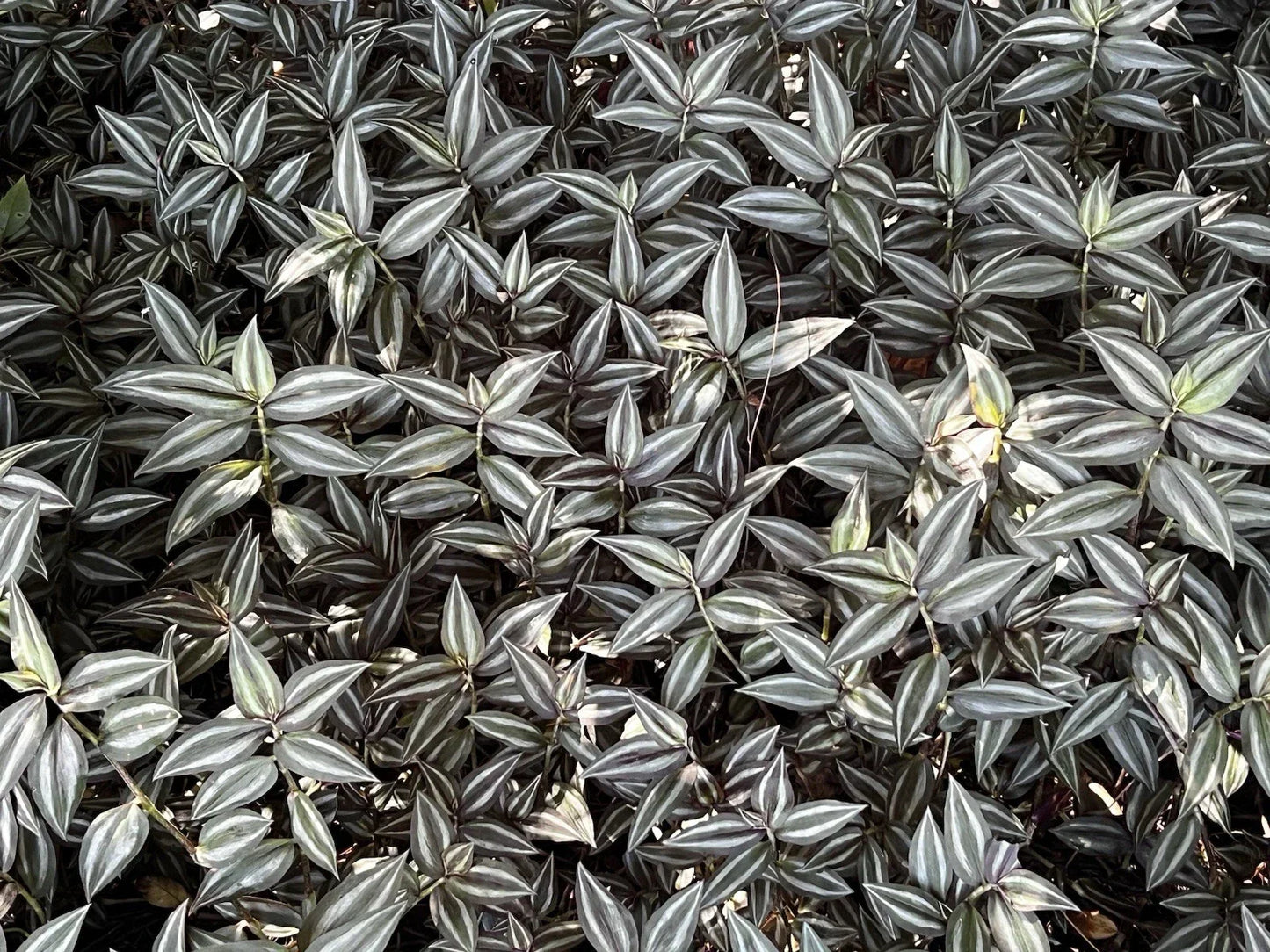 Tradescantia Zebrina Cuttings - 20 Pieces Wandering Jew Indoor Houseplant - Easy Care, Vibrant Purple Silver Stripes