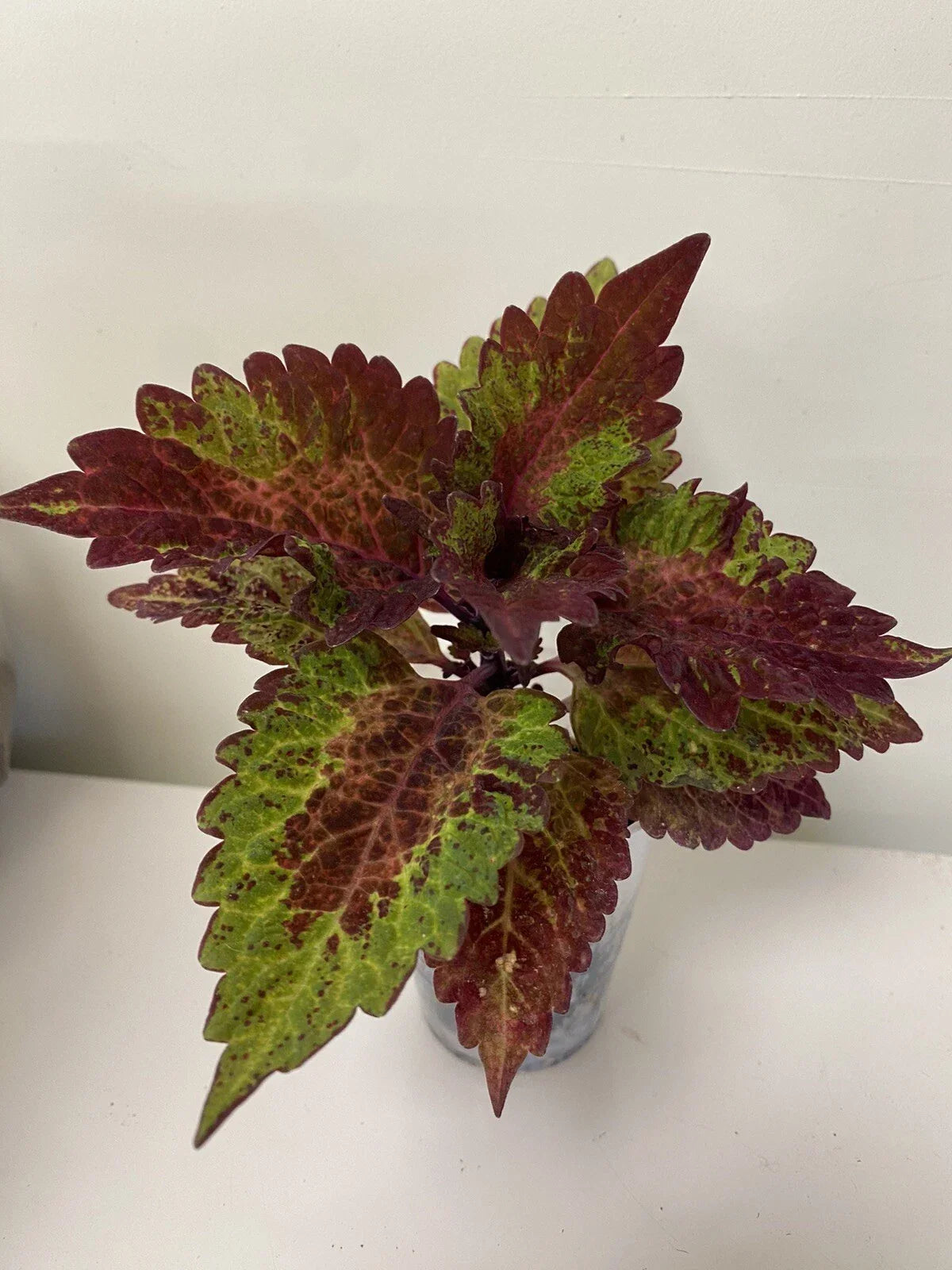 Coleus Starter Plant - Indian Summer - Vibrant Ornamental Foliage - Live Rooted - Indoor Outdoor Garden Plant