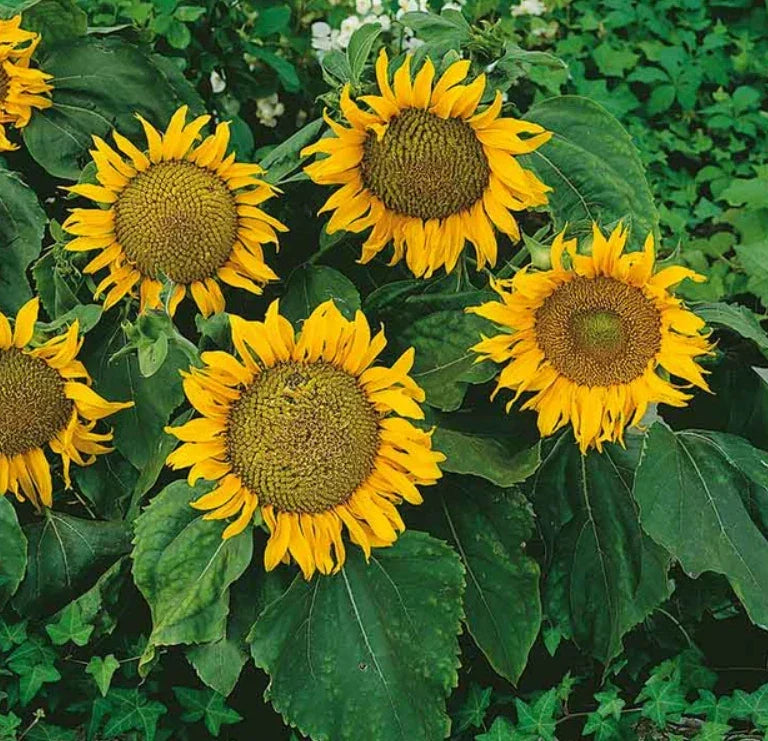 Dwarf Sunflower Seeds Pack of 50 | Sunspot Variety | Helianthus annuus | 12-Inch Flower Heads | Non-GMO, Easy to Grow