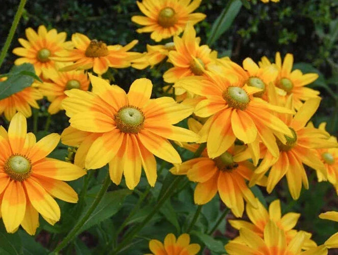 Rudbeckia Irish Spring Seeds - Black-Eyed Susan Perennial Flower Seeds for Garden, Borders, Containers, Pollinator Attracting, 20 Pack