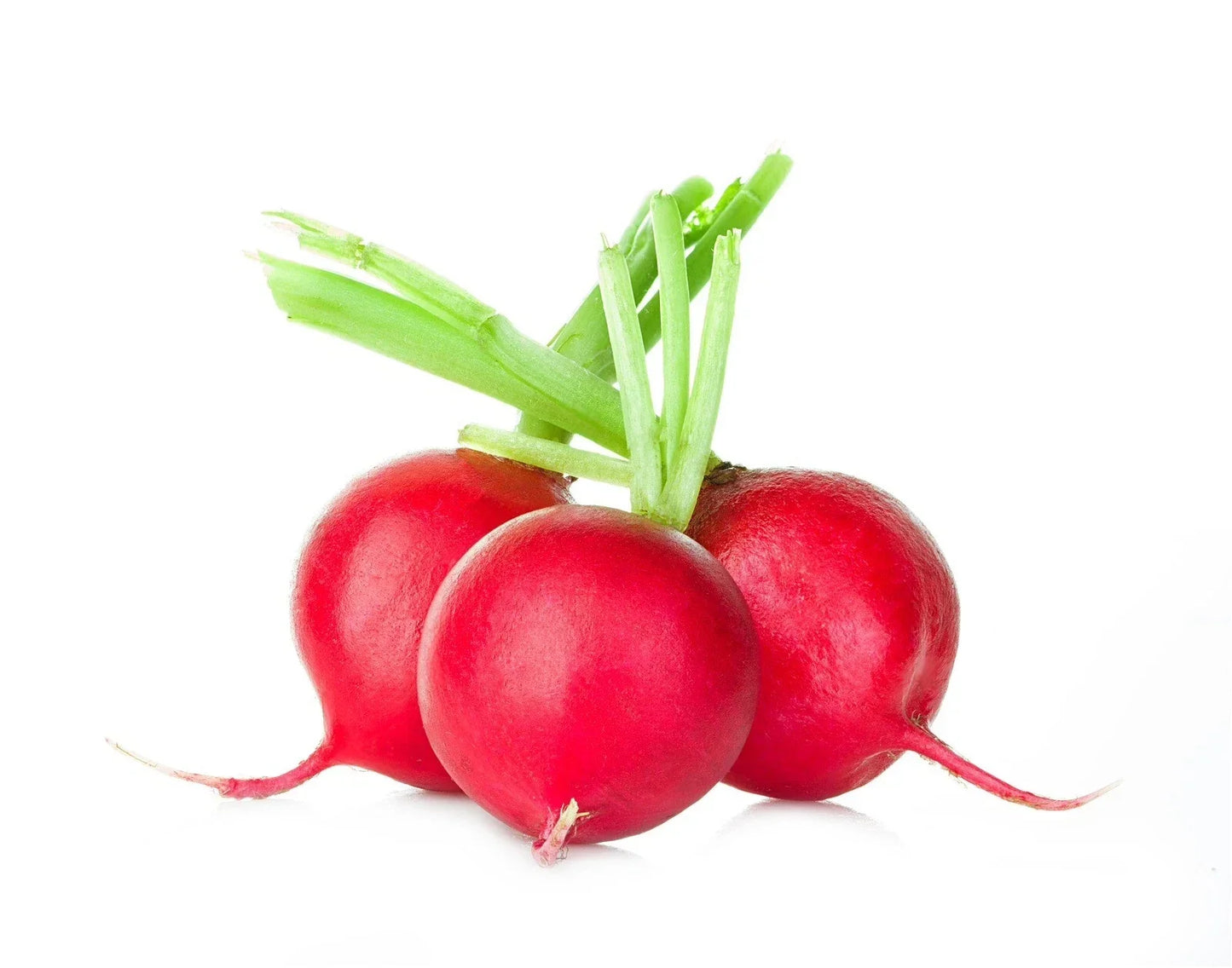 Crimson Giant Radish Seeds - Organic Non-GMO Heirloom Raphanus sativus, 200 Packets for Home Garden, Fast-Growing, Full Sun