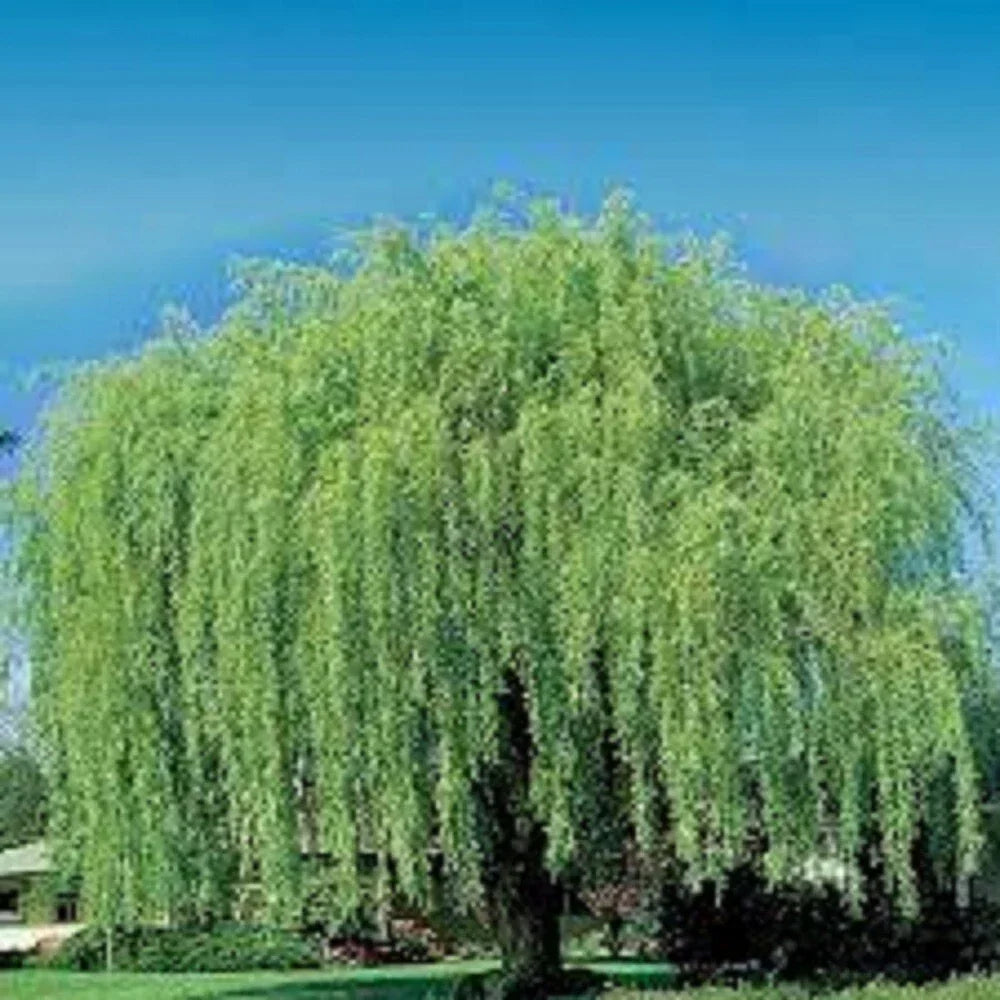 Weeping Willow Cuttings - 10 Unrooted Salix babylonica for Water Gardens, Landscaping & Privacy Screens