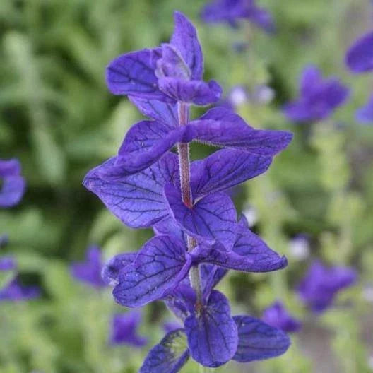 Clary Sage Seeds 200 Non-GMO Blue Monday Salvia Perennial Herb for Sun or Shade Gardening