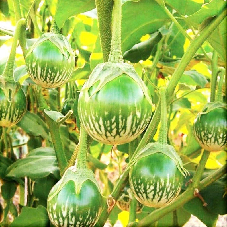 Thai Eggplant Seeds | Green Brinjal Aubergine | Solanum melongena | Compact Bushy Plants for Container Gardening