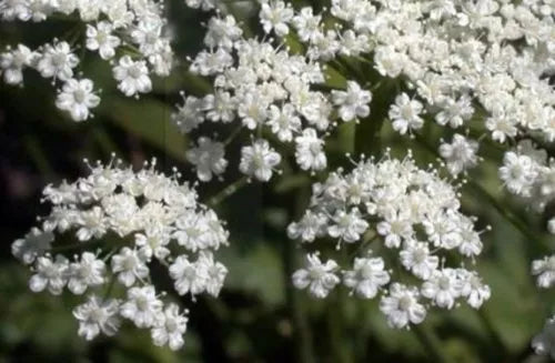 Anise Licorice Herb Seeds - 135 Organic Pimpinella anisum for Culinary, Medicinal & Herbal Gardens