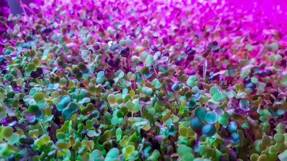 250 Alfalfa Microgreen Seeds - Medicago sativa - Non-GMO Organic Microgreens for Healthy Growth and Culinary Use