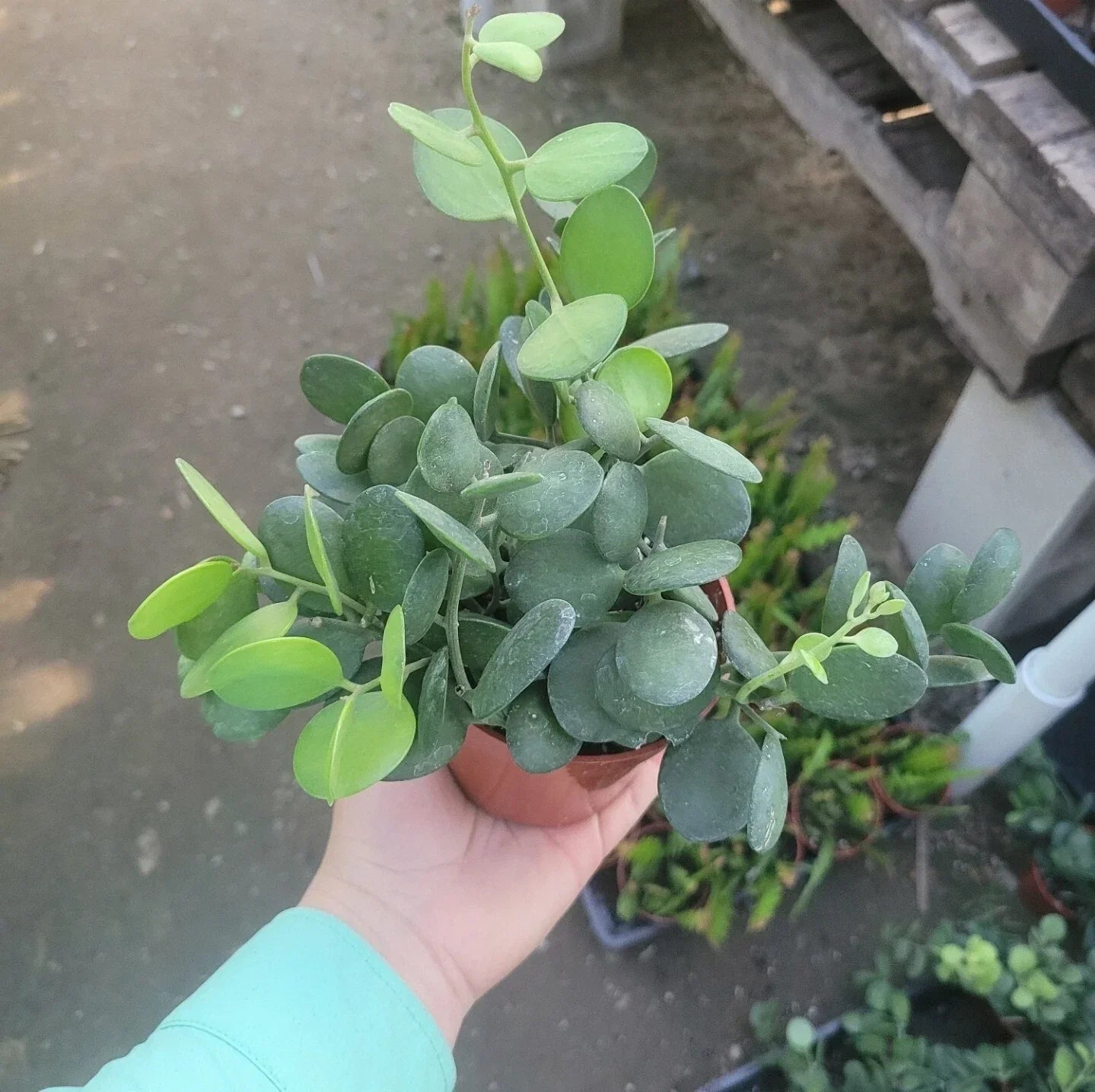Silver Dollar Plant Cuttings | String of Coins | 4-inch Pot | Xerosicyos Danguyi | Succulent with Coin-Shaped Leaves