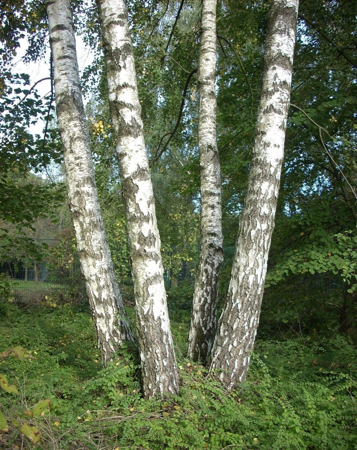 European White Birch Seeds - Silver Birch (Betula pendula alba) - Drought-Tolerant Tree Seeds for Planting