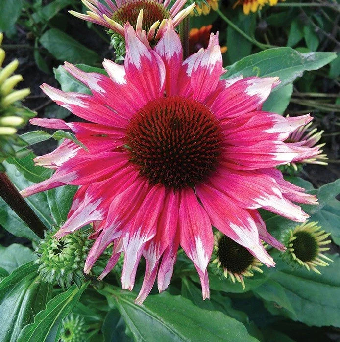 50 Pink White Coneflower Seeds - Echinacea Purpurea Perennial Flower Seeds for Garden Blooms, Attract Pollinators