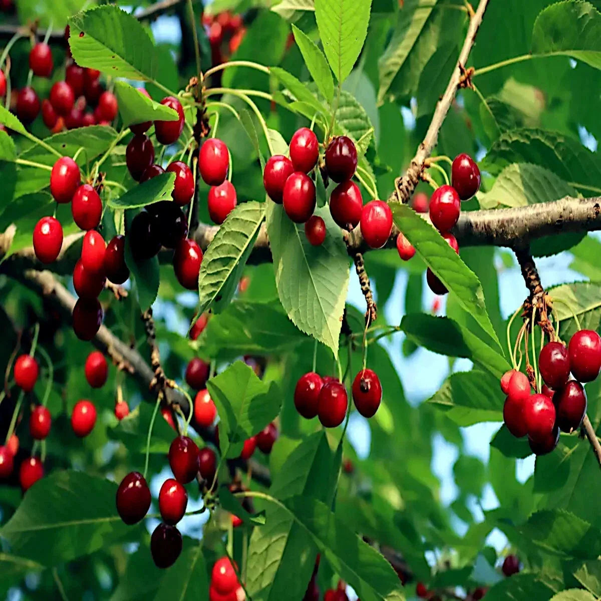 Sweet Mazzard Cherry Tree Seeds, Edible Fruit, Fast Growing, Hardy in Zone 4, Prunus avium, Home Garden, Fruit Seeds, Pack of 10