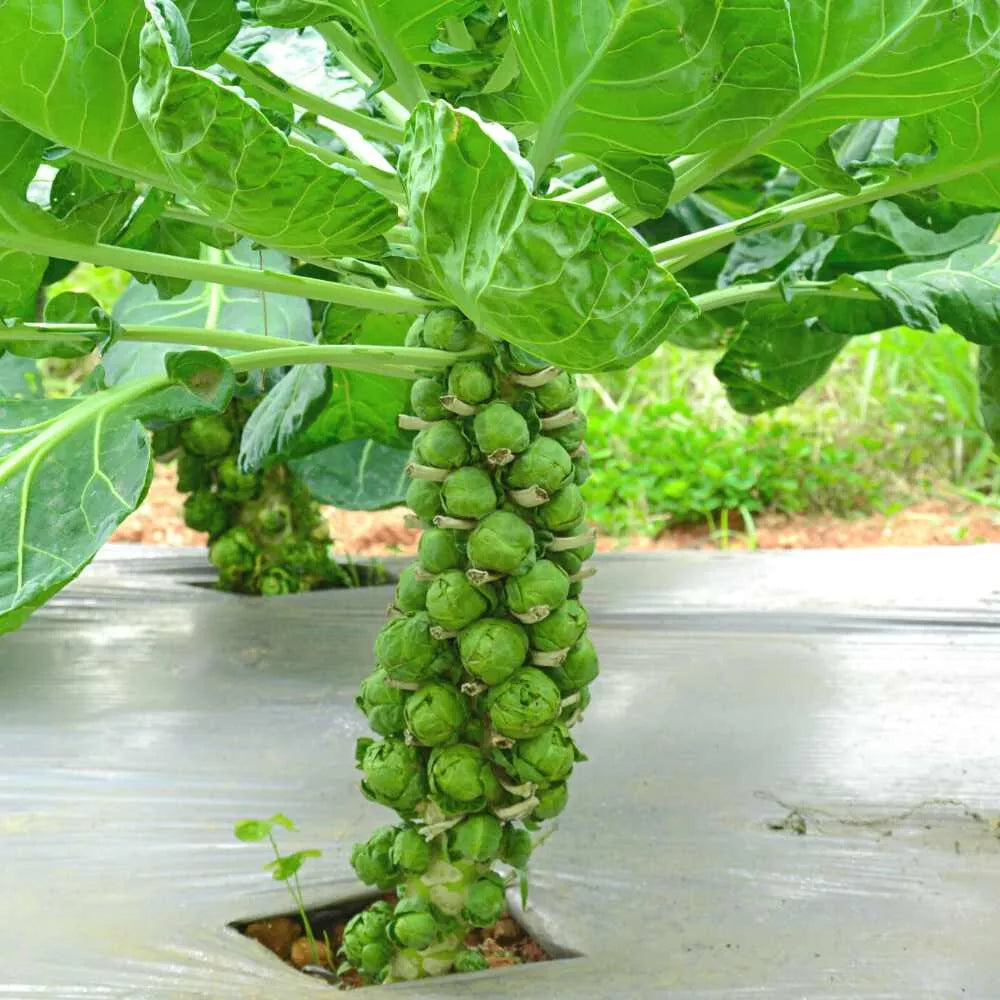 500 Diablo Brussels Sprouts Seeds – Brassica oleracea var. gemmifera Heirloom Vegetable Seeds for Garden, Container, and Raised Bed Planting