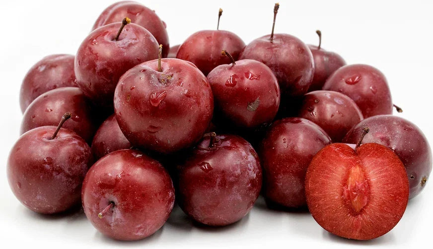 American Plum Tree, Flowering Fruit Shrub, Prunus americana, Hardy Fruit Tree for Zones 3-8, Ornamental and Edible Garden Plant