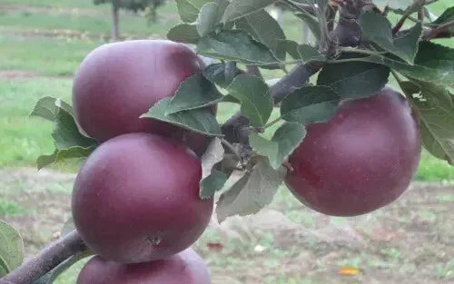 Arkansas Black Apple Seeds - 25 Heirloom Malus domestica for Garden Planting, Fresh Eating & Baking