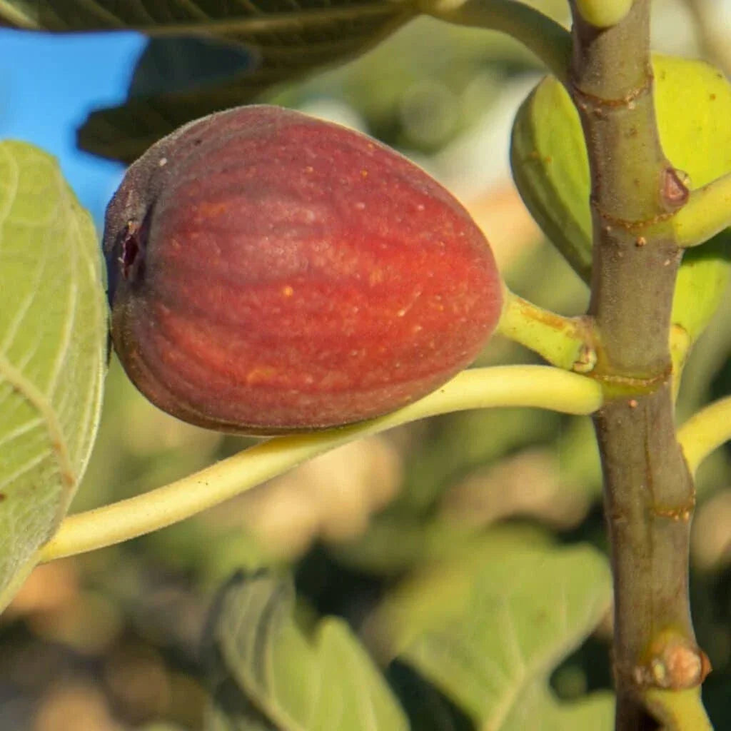 Calimyrna Fig Seeds 100+ Pack Ficus carica Organic Gardening Supplies for Home Garden and Landscaping