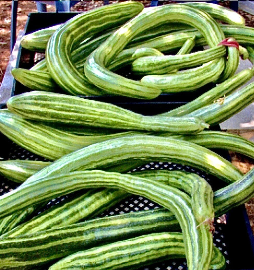 Armenian Dark Green Cucumber Seeds - Organic, Non-GMO, Open Pollinated, Cucumis melo var. flexuosus, 100+ Seeds for Home Garden
