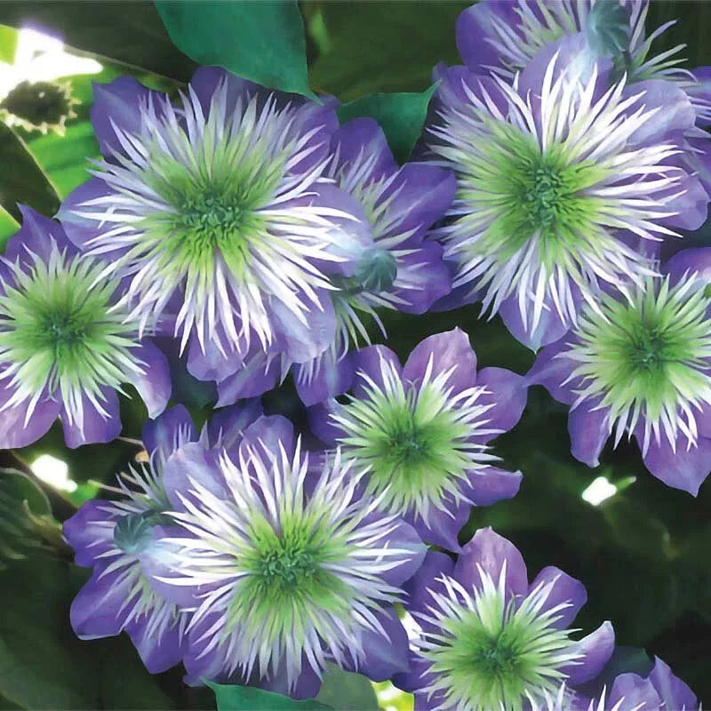 25 Crystal Fountain Clematis Seeds, Climbing Perennial Flower Seeds, Clematis 'Crystal Fountain' for Trellises & Fences