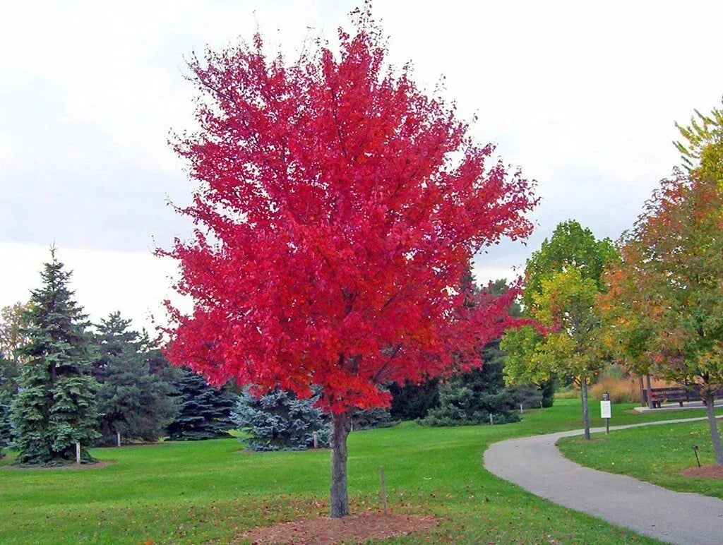 Red Maple Tree Seedling - 4 Inch Live Plant - Acer rubrum - Young Maple for Gardens & Landscaping