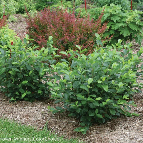 Aronia Black Chokeberry Cuttings Set of 12 – Fruit-Bearing Shrub Plant – Aronia melanocarpa Unrooted Garden Propagation