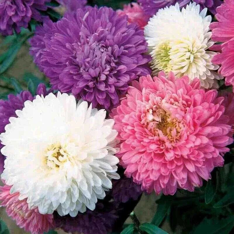 Aster Crego Mix Flower Seeds – Organic Non-GMO Heirloom Perennial Seeds for Vibrant Blooms, Pollinator Attracting, 25 Pack