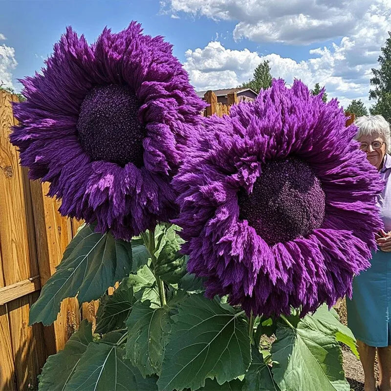 Giant Teddy Bear Sunflower Seeds - Purple Enchanting Variety for Garden Borders - Helianthus annuus - 50 Pack