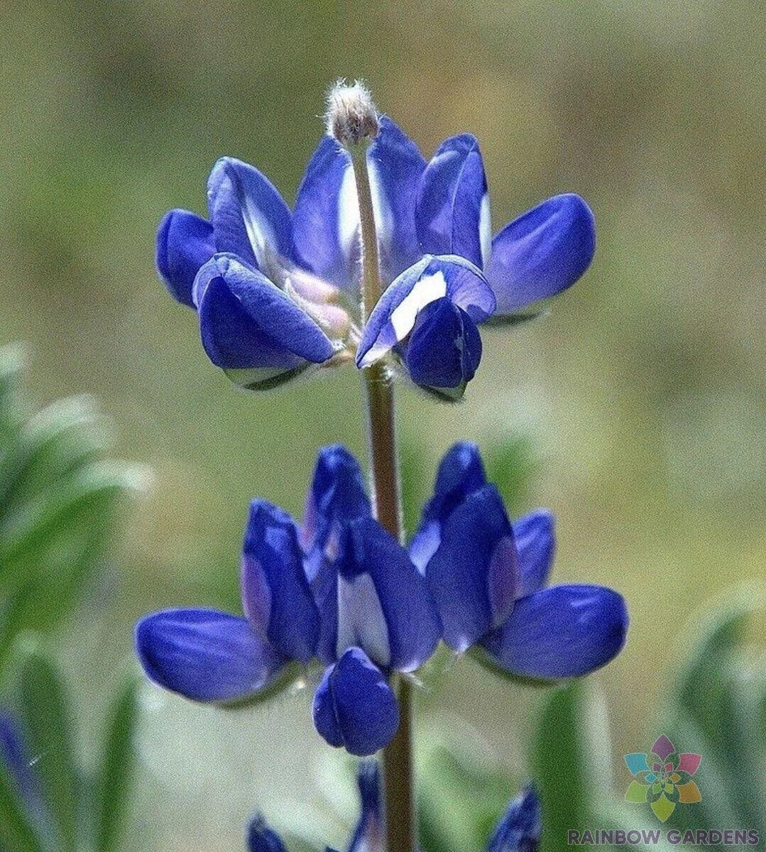 Bicolor Mini Lupine Seeds - 25+ Pack for Garden Planting - Lupinus polyphyllus - Blue and White Blooms - Attracts Pollinators
