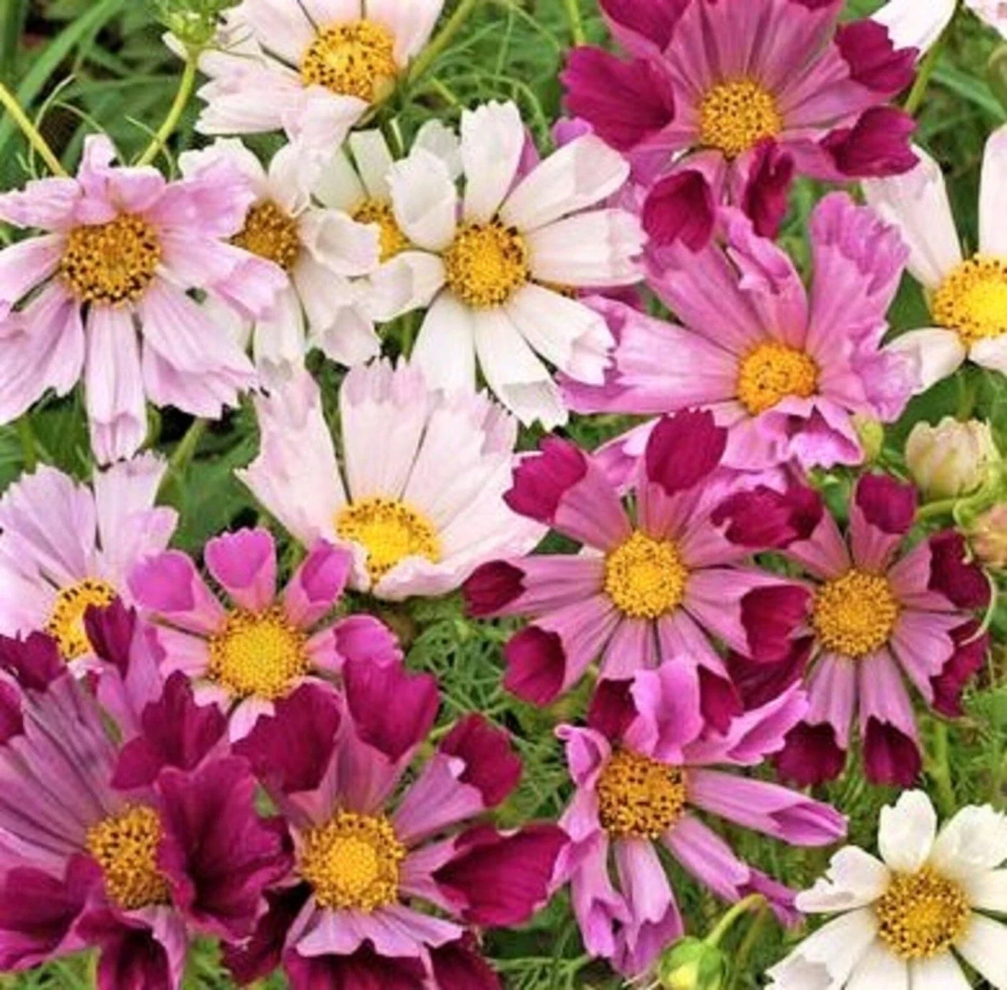 Cosmos Seeds Mix - 100+ Sea Shells Variety - Colorful Flower Seeds for Garden, Borders & Containers - Cosmos bipinnatus