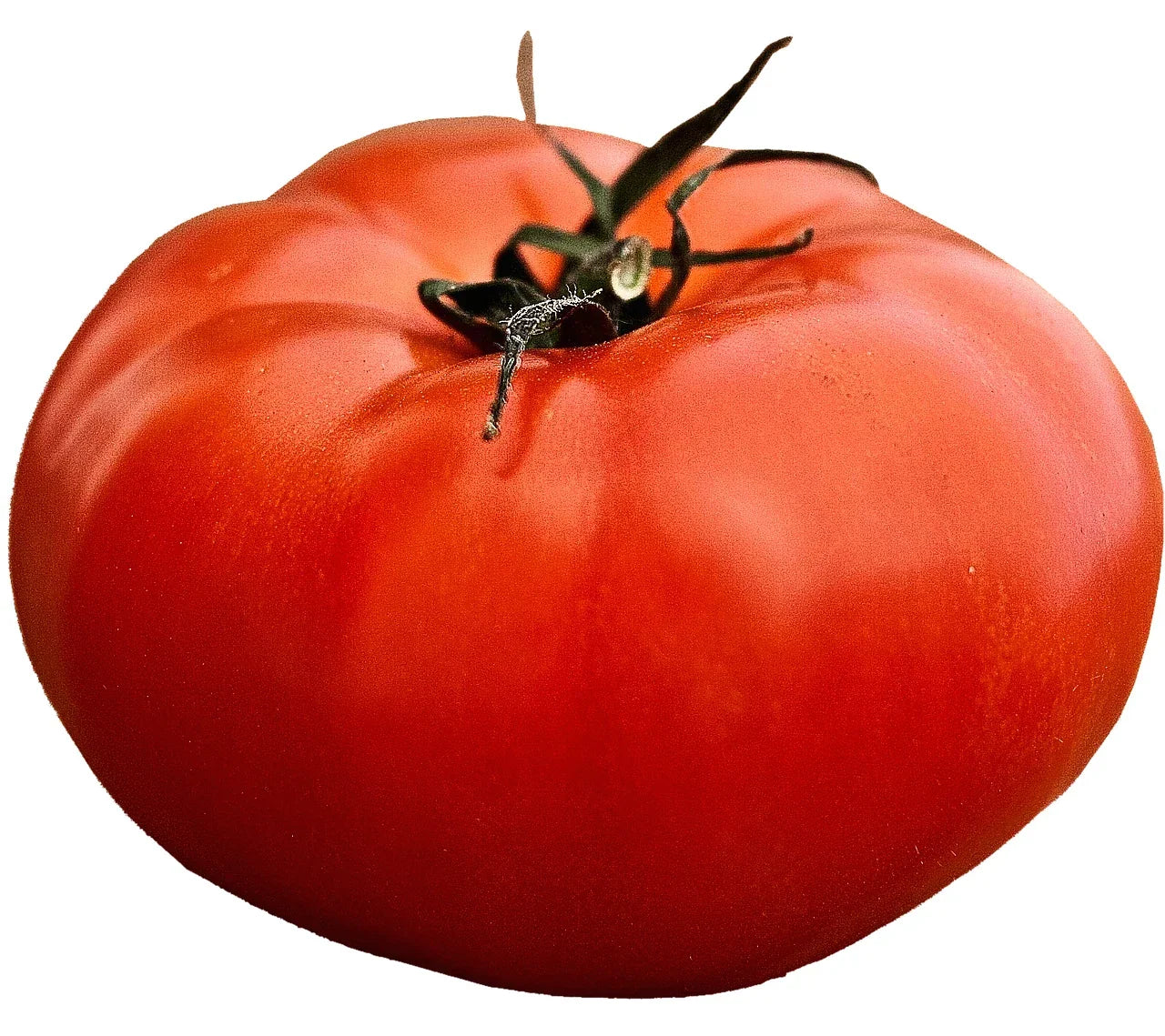 Giant Beefsteak Tomato Seeds – Heirloom Solanum lycopersicum – Large, Meaty Fruits for Home Gardens & Bounty