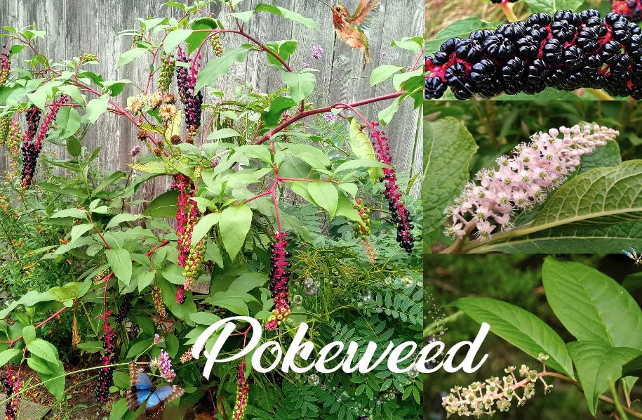 American Pokeweed Seeds - 100 Fresh Phytolacca americana for Garden, Landscape & Wildlife Attraction