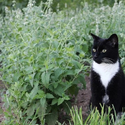 Catnip Seeds 500 Count Non-GMO Perennial Herb for Cats Nepeta cataria, Organic, Easy to Grow, Indoor & Outdoor Plant