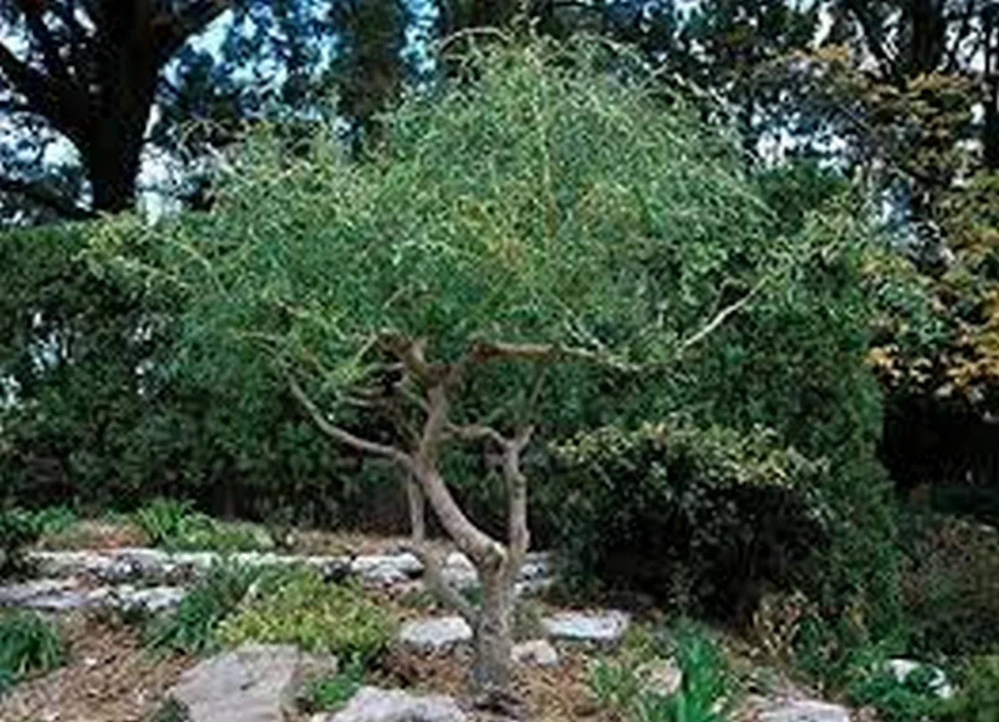 Corkscrew Willow Tree Cuttings – 3 Fast Growing Salix babylonica 'Tortuosa' for Privacy & Shade