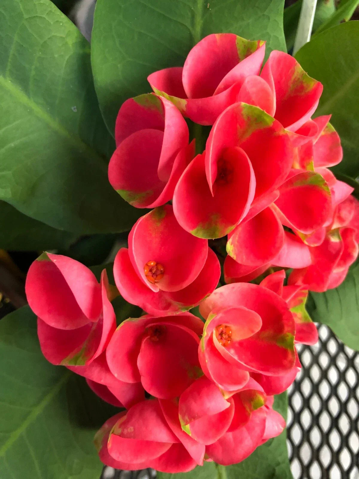 Thai Hybrid Crown of Thorns Cutting | Large Bloom Euphorbia milii 'Mandy' Rooted Plant | Indoor Outdoor Succulent