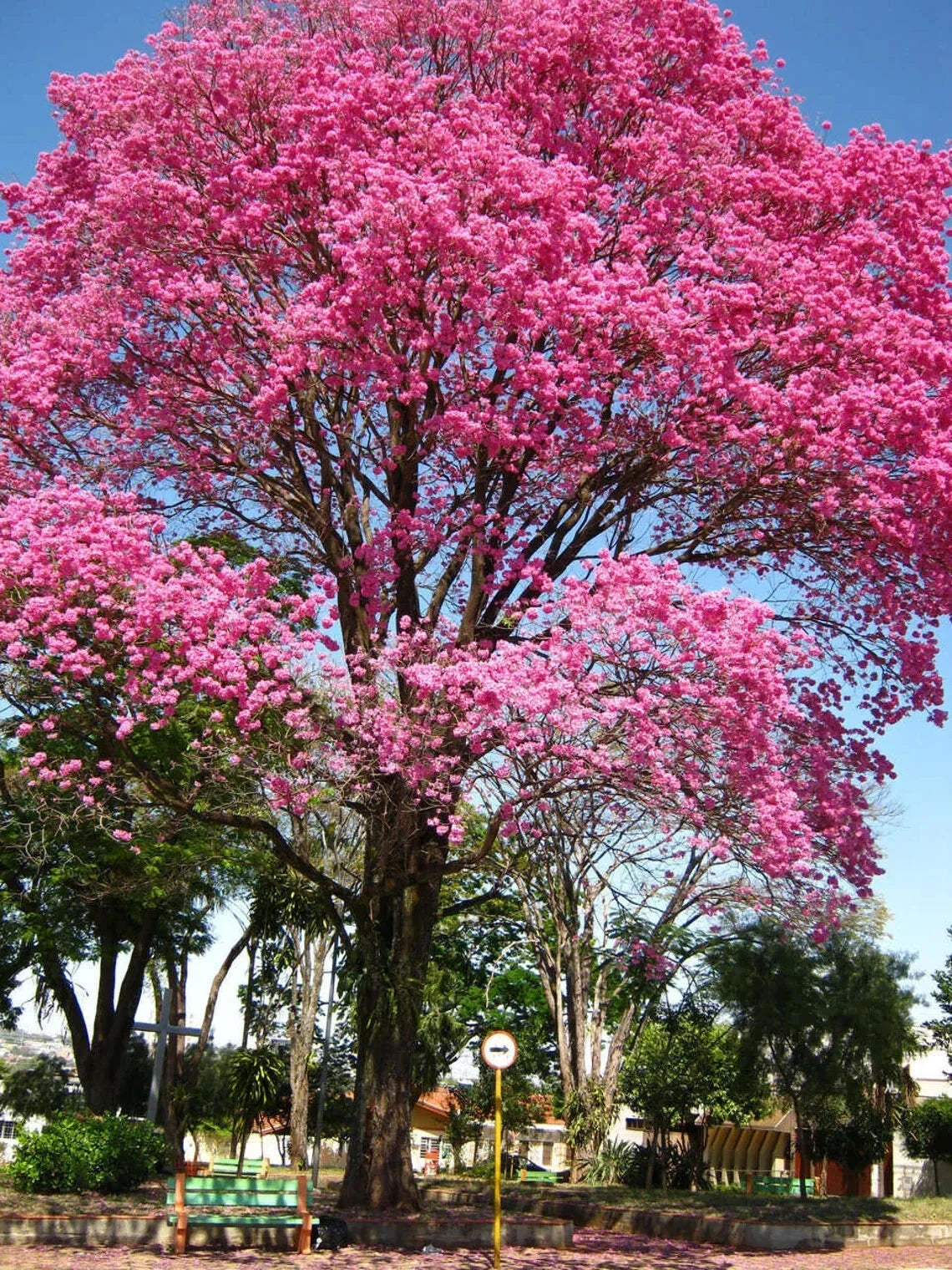 Pink Tabebuia Trumpet Tree Starter Plant 12-18 inches, Tabebuia heterophylla, flowering shrub for gardens and landscaping