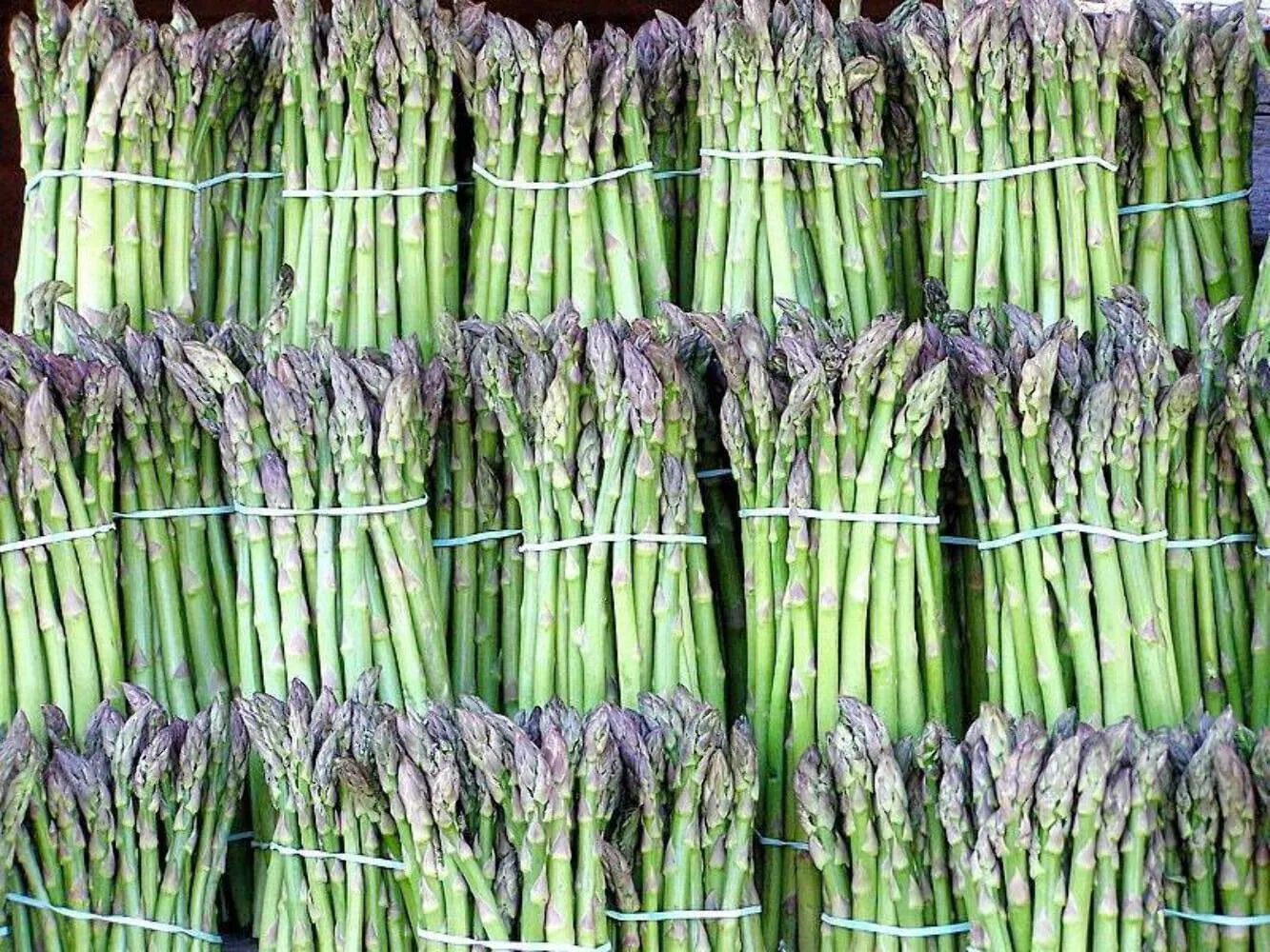 Asparagus Seeds - 1000+ Heirloom UC72 Organic Non-GMO Vegetable Seeds - Asparagus officinalis