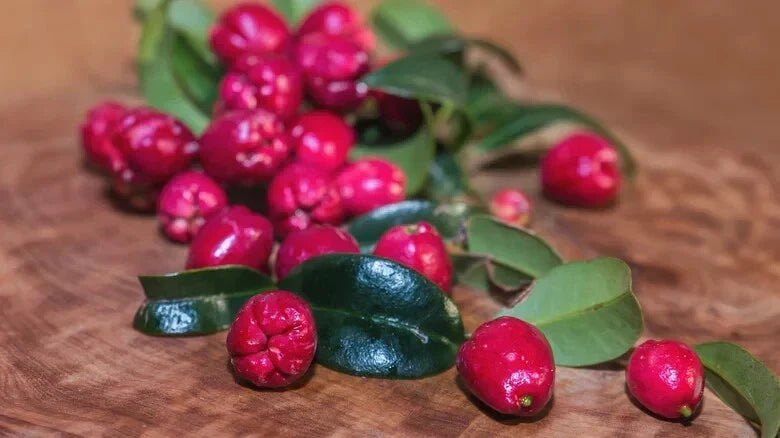 Magenta Cherry Seeds Pack of 10+ | Prunus cerasus | Vibrant Fruit Seeds for Garden Planting & Container Gardening